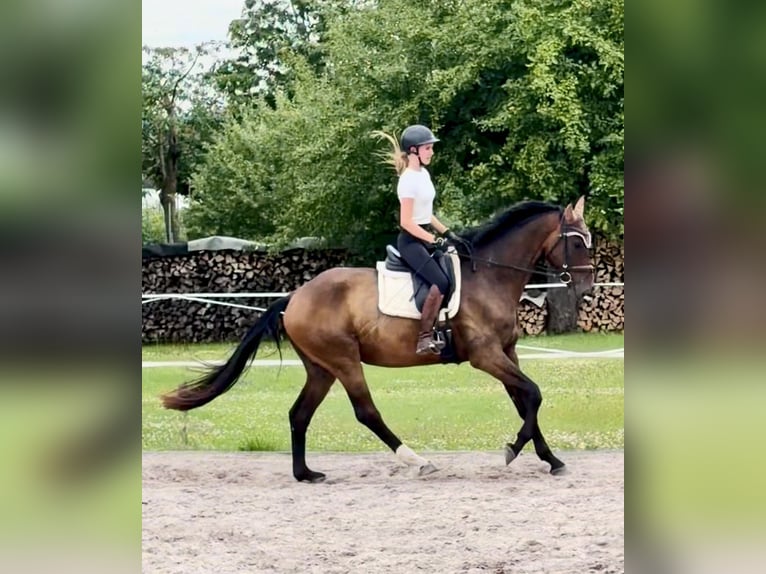 Hannoveraner Wallach 4 Jahre 173 cm Brauner in Dransfeld