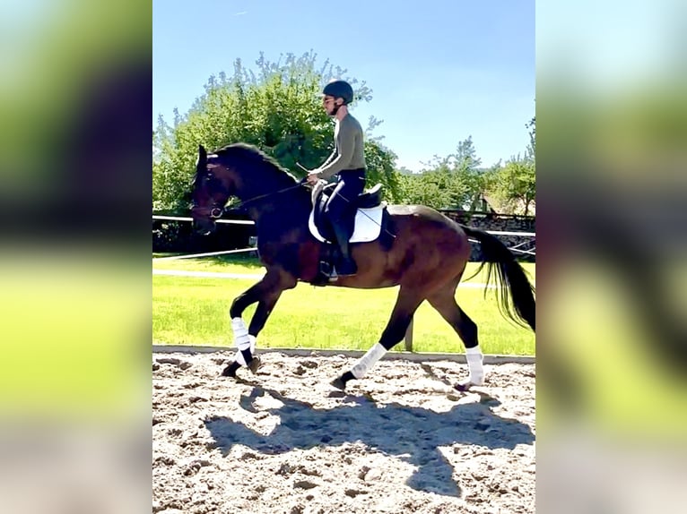Hannoveraner Wallach 4 Jahre 173 cm Brauner in Dransfeld