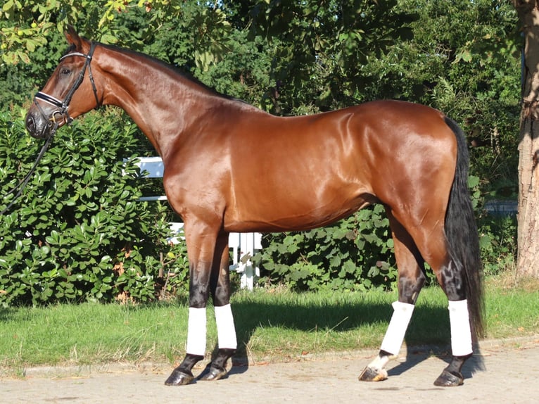 Hannoveraner Wallach 4 Jahre 173 cm Brauner in Selsingen