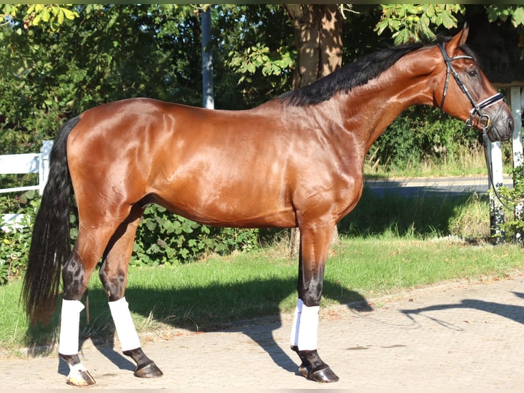 Hannoveraner Wallach 4 Jahre 173 cm Brauner in Selsingen