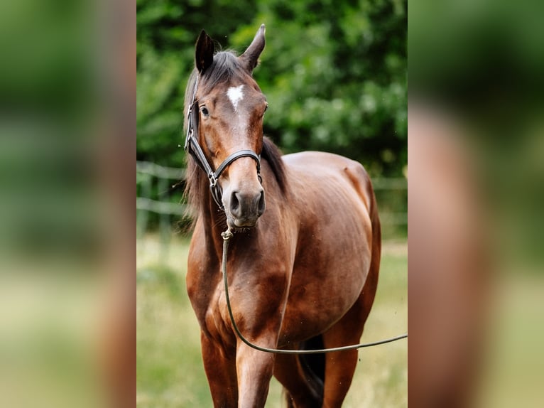Hannoveraner Wallach 4 Jahre 173 cm Brauner in Steinau an der Stra&#xDF;e