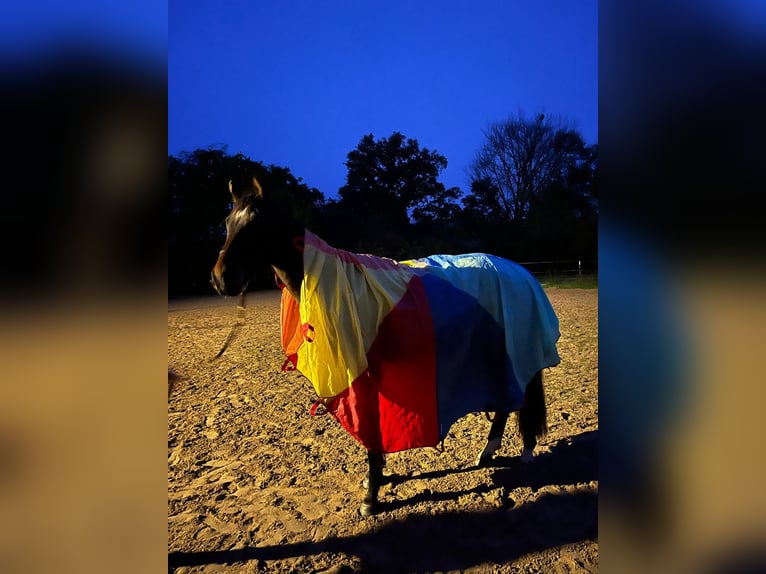 Hannoveraner Wallach 4 Jahre 173 cm Brauner in Steinau an der Stra&#xDF;e