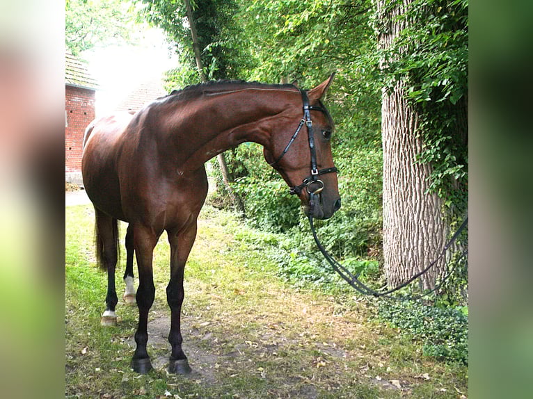 Hannoveraner Wallach 4 Jahre 173 cm Brauner in Versmold