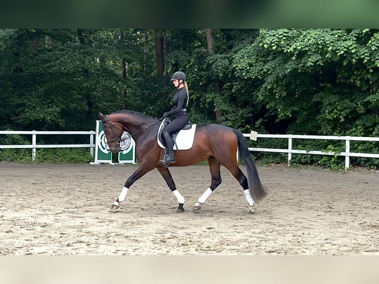 Hannoveraner Wallach 4 Jahre 173 cm Brauner in K&#xF6;ln