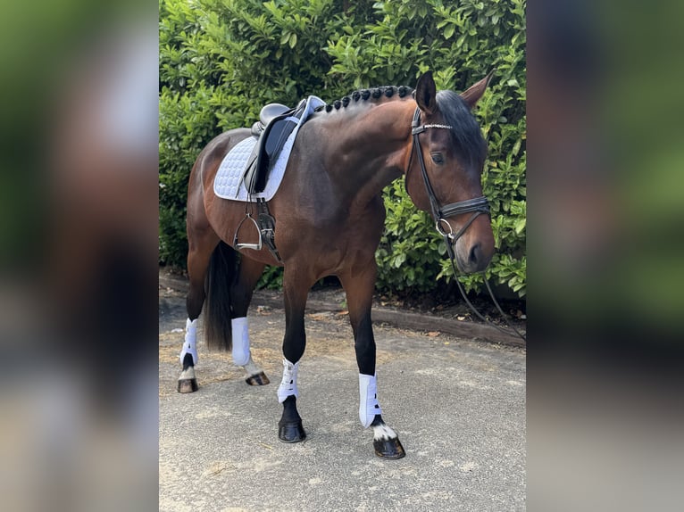 Hannoveraner Wallach 4 Jahre 173 cm Brauner in K&#xF6;ln