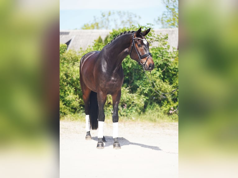 Hannoveraner Wallach 4 Jahre 173 cm Dunkelbrauner in Hohenfelde