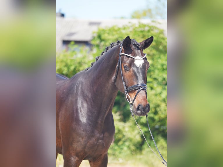 Hannoveraner Wallach 4 Jahre 173 cm Dunkelbrauner in Hohenfelde