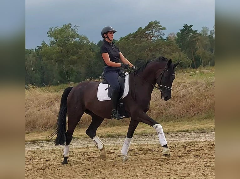 Hannoveraner Wallach 4 Jahre 173 cm Rappe in Gifhorn