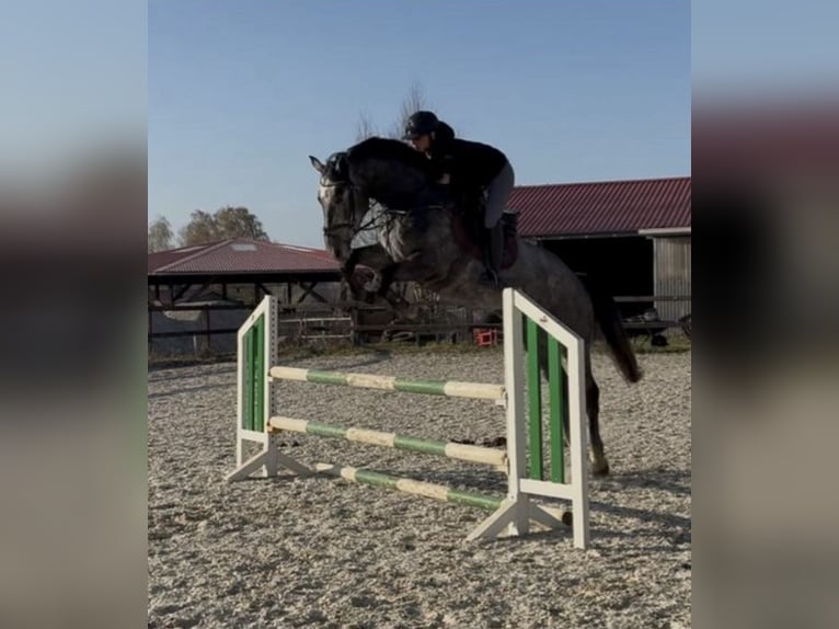 Hannoveraner Wallach 4 Jahre 173 cm Schimmel in Stuhr