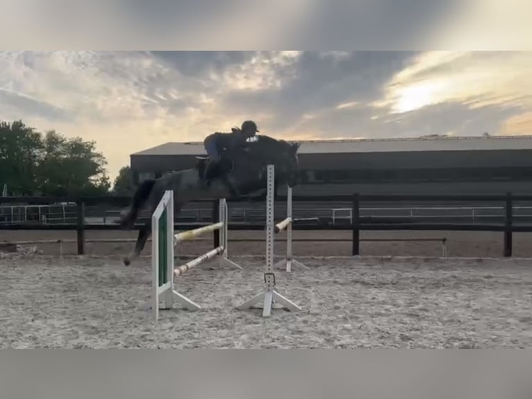 Hannoveraner Wallach 4 Jahre 173 cm Schimmel in Stuhr