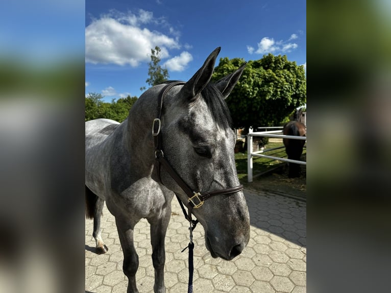 Hannoveraner Wallach 4 Jahre 173 cm Schimmel in Stuhr