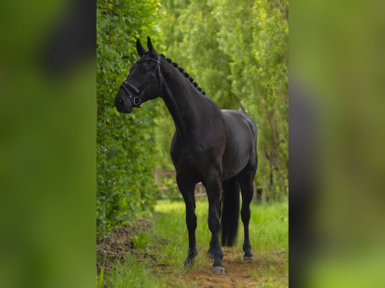 Hannoveraner Wallach 4 Jahre 173 cm Schwarzbrauner in Perl