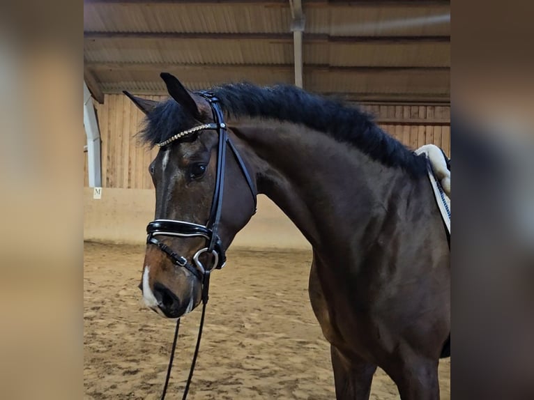 Hannoveraner Wallach 4 Jahre 174 cm Brauner in Basdahl