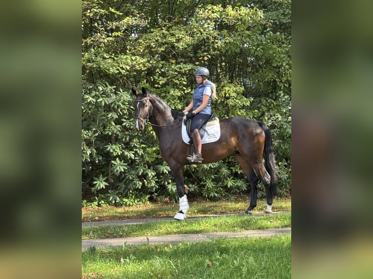 Hannoveraner Wallach 4 Jahre 174 cm Brauner in Borstel
