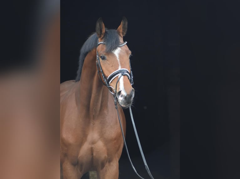 Hannoveraner Wallach 4 Jahre 174 cm Brauner in Herbstein