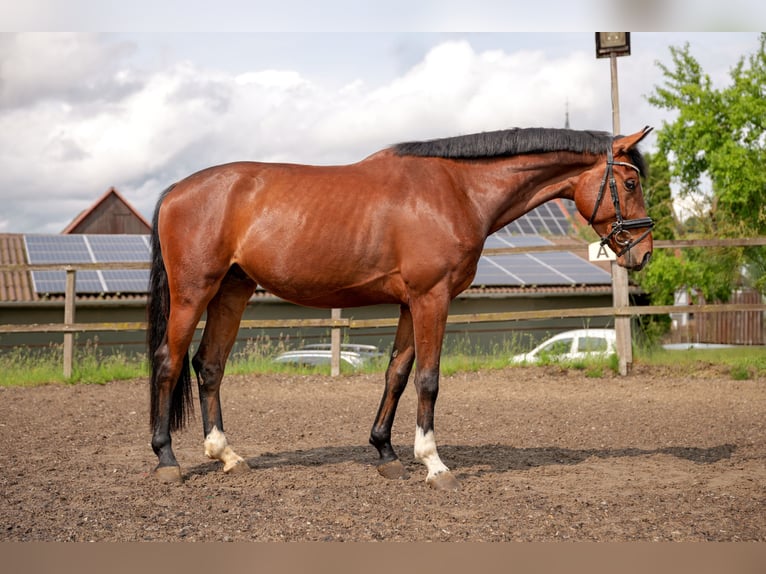 Hannoveraner Wallach 4 Jahre 174 cm Brauner in Malsfeld