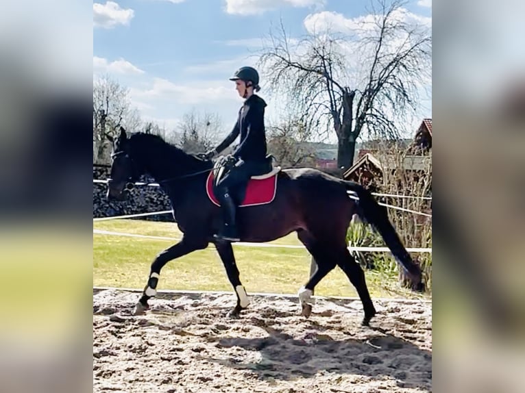 Hannoveraner Wallach 4 Jahre 174 cm Brauner in Dransfeld