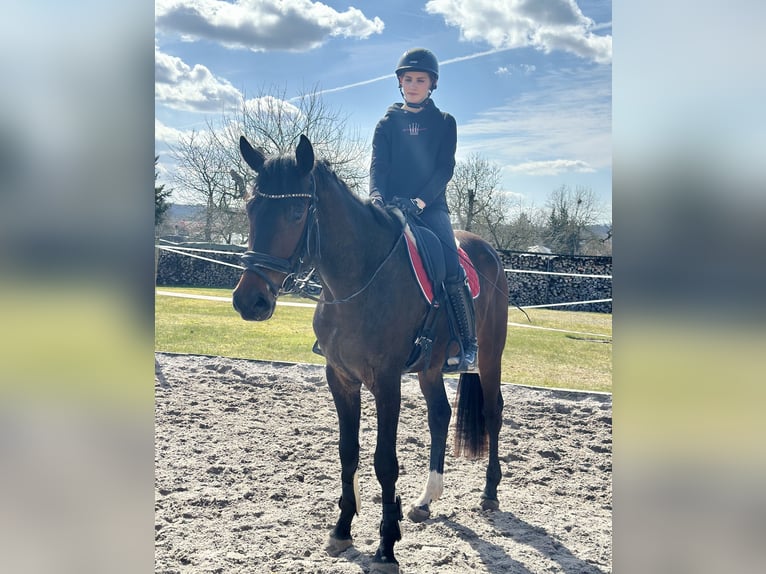 Hannoveraner Wallach 4 Jahre 174 cm Brauner in Dransfeld