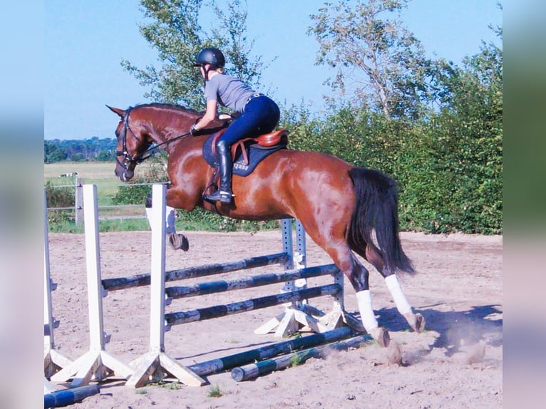 Hannoveraner Wallach 4 Jahre 174 cm Brauner in Scharnebeck