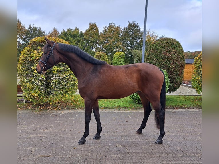 Hannoveraner Wallach 4 Jahre 174 cm Brauner in Loxstedt