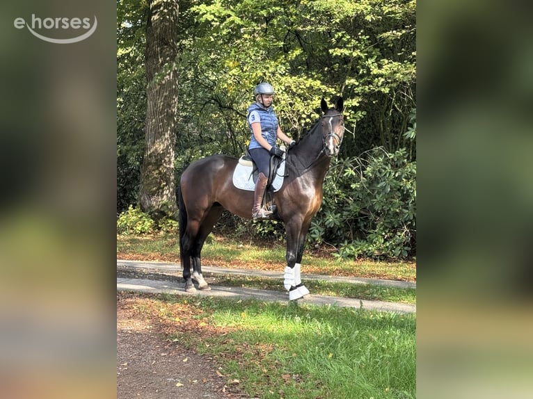 Hannoveraner Wallach 4 Jahre 174 cm Dunkelbrauner in Borstel