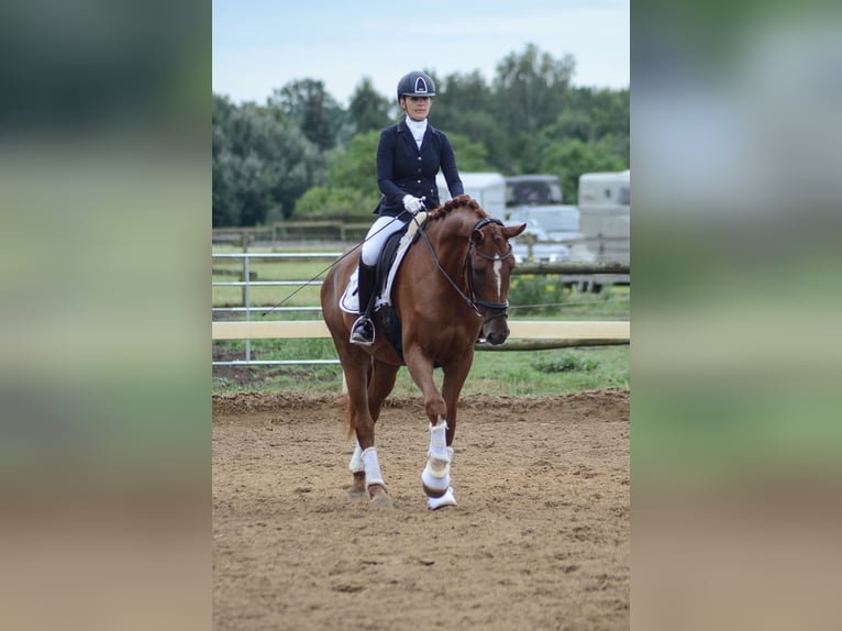 Hannoveraner Wallach 4 Jahre 174 cm Fuchs in Kloster Lehnin