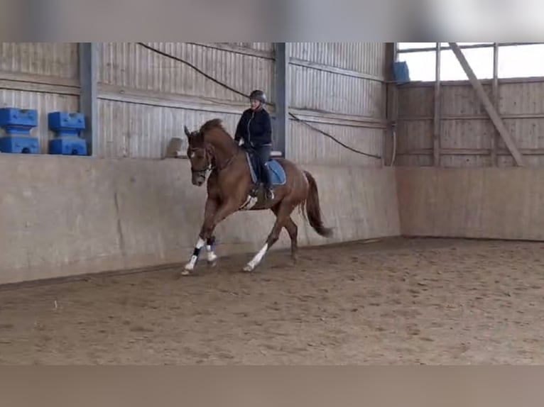 Hannoveraner Wallach 4 Jahre 174 cm Fuchs in FrielendorfFrielendorf