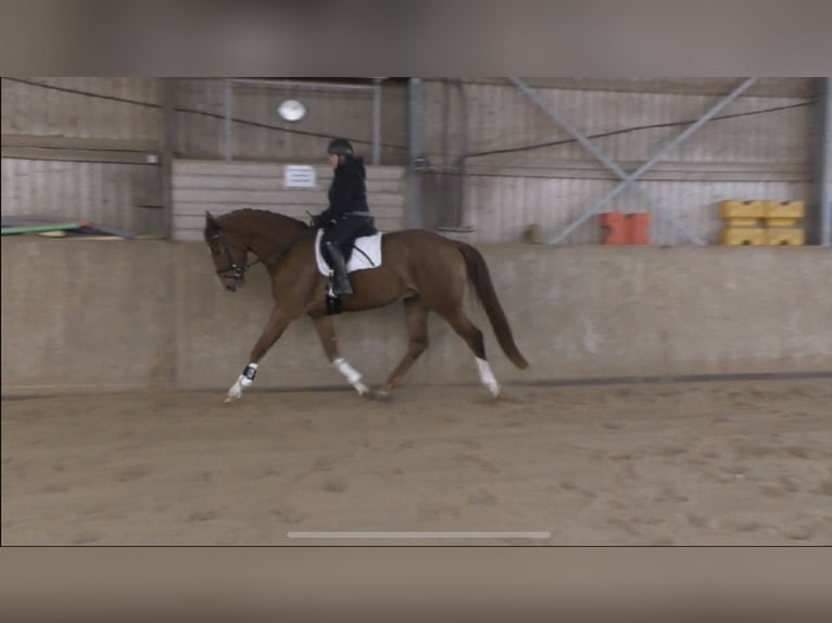 Hannoveraner Wallach 4 Jahre 174 cm Fuchs in FrielendorfFrielendorf