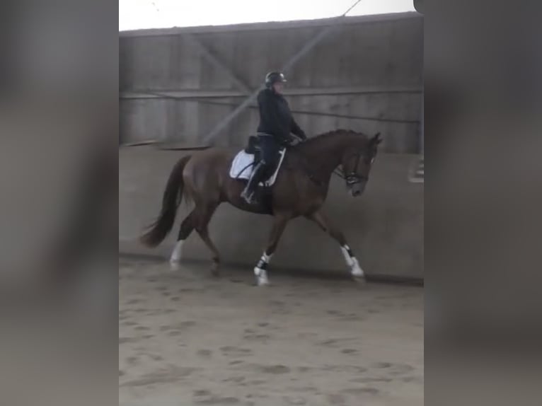 Hannoveraner Wallach 4 Jahre 174 cm Fuchs in FrielendorfFrielendorf