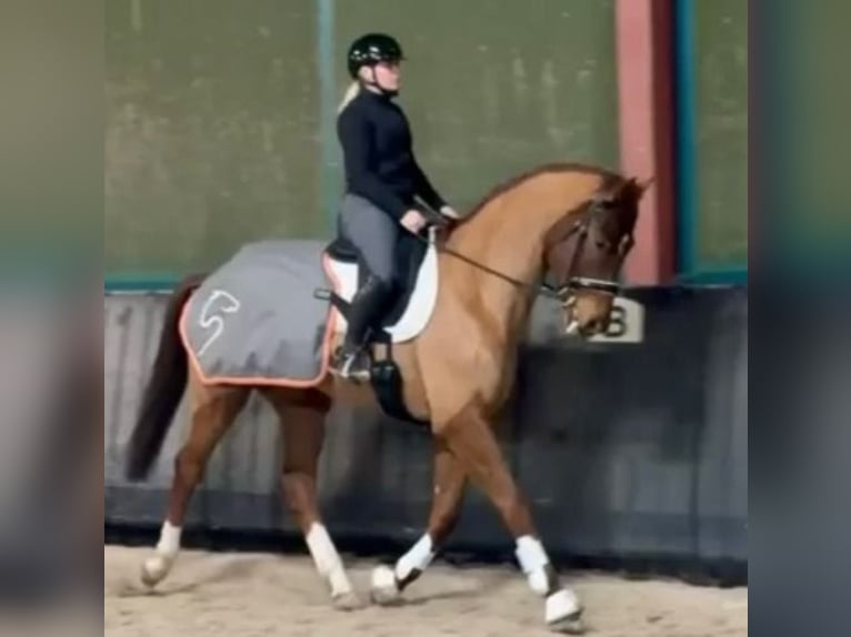 Hannoveraner Wallach 4 Jahre 174 cm Fuchs in Saarbrücken