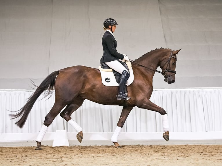 Hannoveraner Wallach 4 Jahre 174 cm Fuchs in Verden