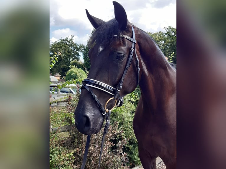 Hannoveraner Wallach 4 Jahre 174 cm Rappe in Uetze