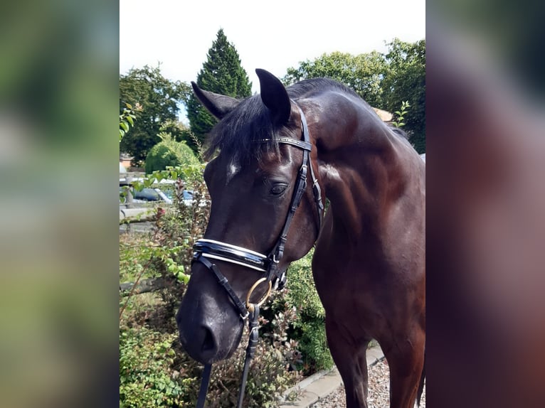 Hannoveraner Wallach 4 Jahre 174 cm Rappe in Uetze