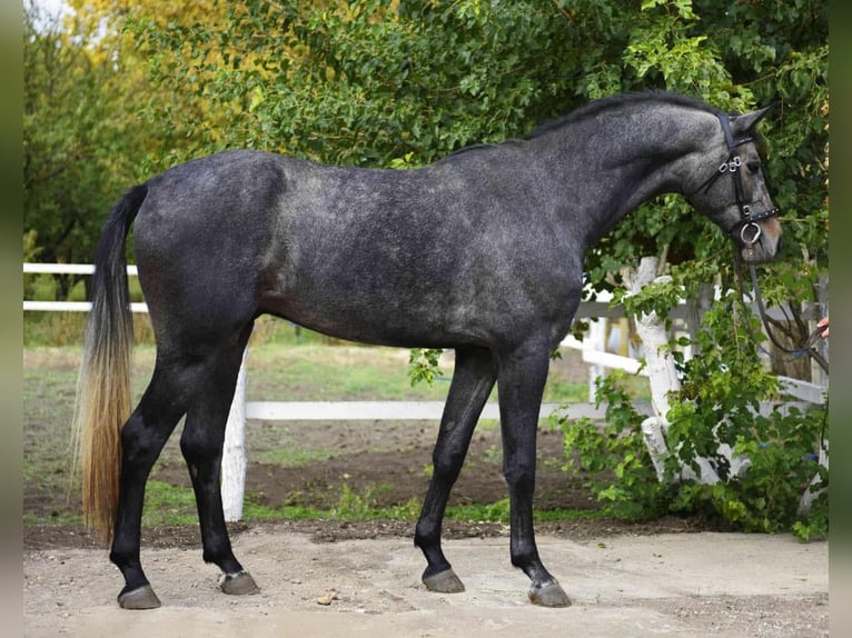 Hannoveraner Wallach 4 Jahre 175 cm Apfelschimmel in Bekes