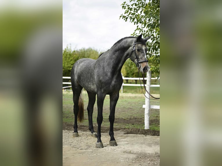 Hannoveraner Wallach 4 Jahre 175 cm Apfelschimmel in Bekes