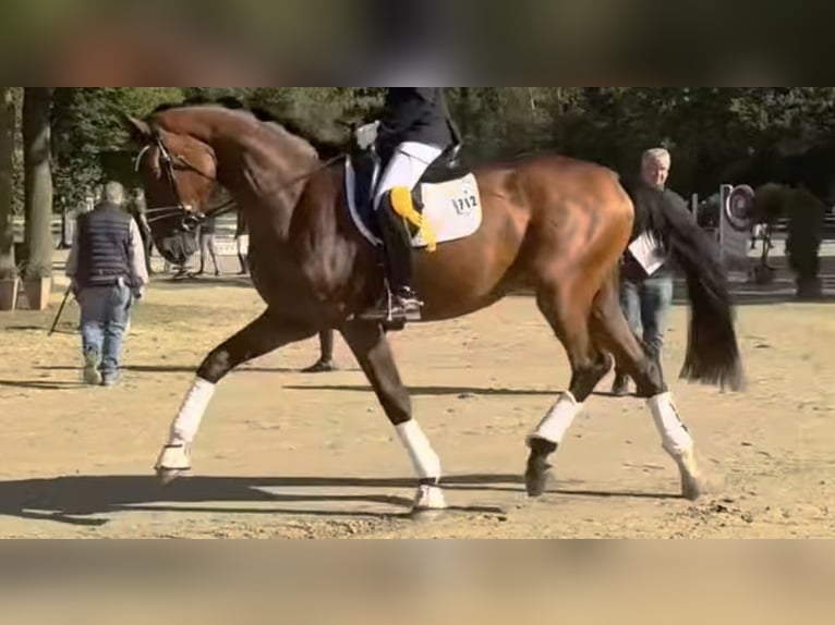Hannoveraner Wallach 4 Jahre 175 cm Brauner in Essen