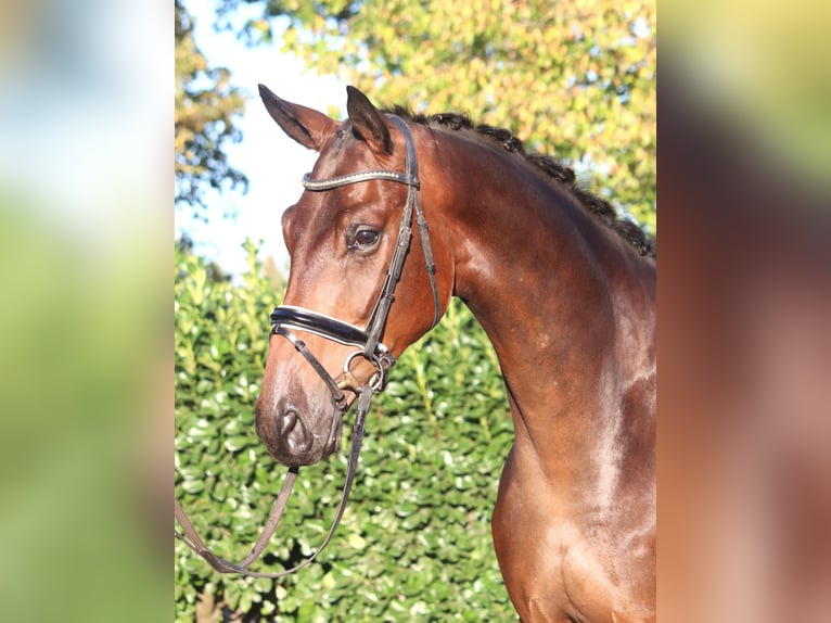Hannoveraner Wallach 4 Jahre 175 cm Brauner in Selsingen