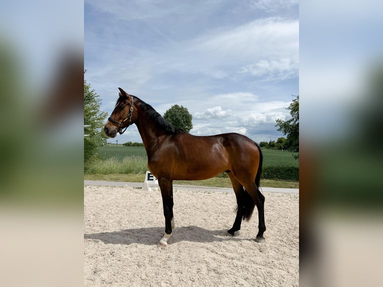 Hannoveraner Wallach 4 Jahre 175 cm Brauner in Gro&#xDF;-Zimmern
