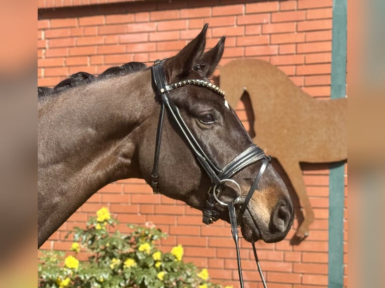 Hannoveraner Wallach 4 Jahre 175 cm Brauner in Petershagen