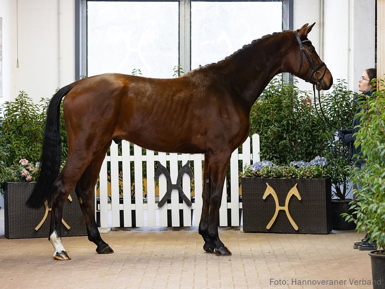 Hannoveraner Wallach 4 Jahre 175 cm Brauner in Verden