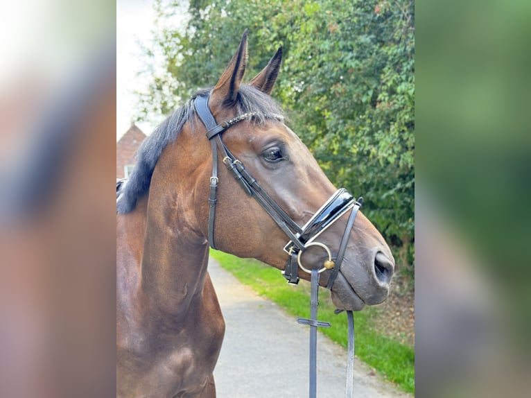 Hannoveraner Wallach 4 Jahre 175 cm in Rommerskirchen