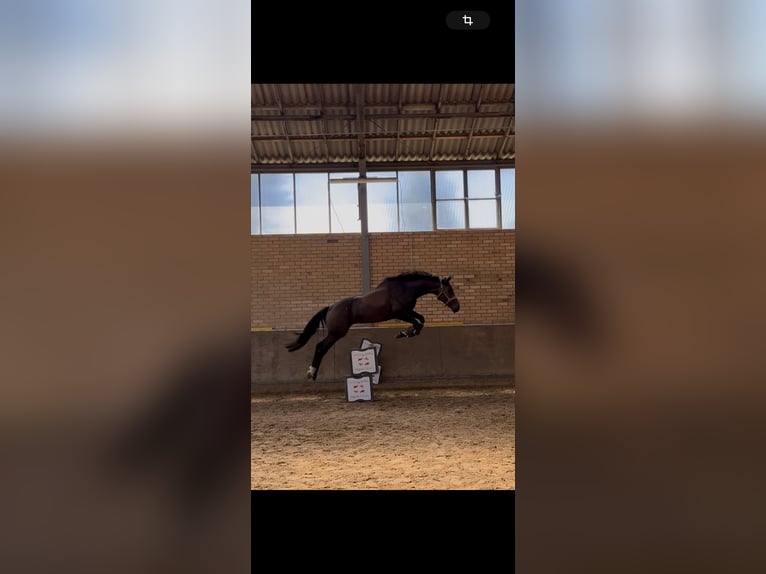 Hannoveraner Wallach 4 Jahre 175 cm in Rommerskirchen