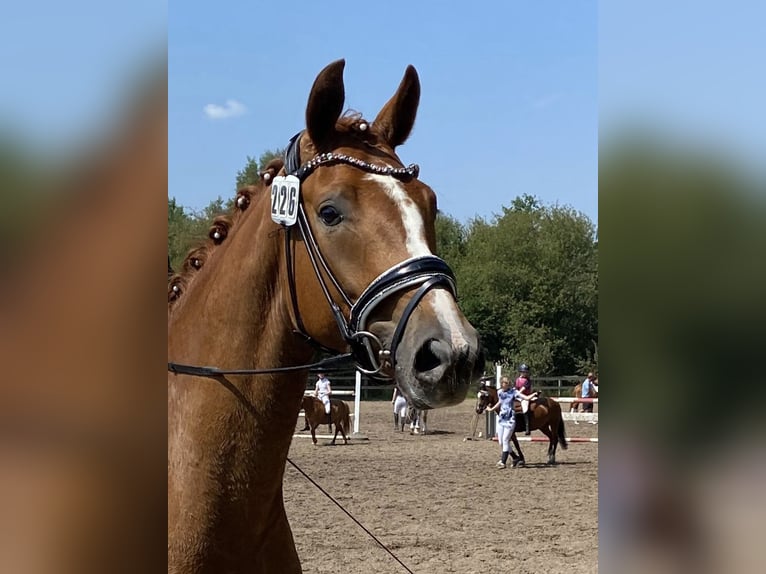 Hannoveraner Wallach 4 Jahre 175 cm Fuchs in Rhede