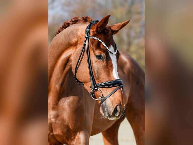 Hannoveraner Wallach 4 Jahre 175 cm Fuchs in Riedstadt