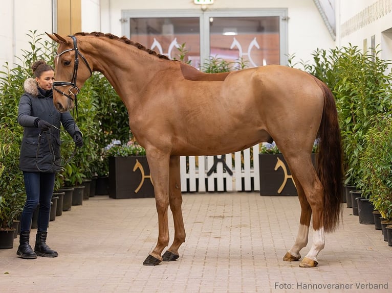 Hannoveraner Wallach 4 Jahre 175 cm Fuchs in Verden