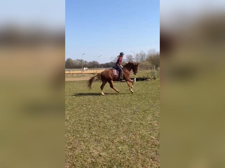 Hannoveraner Wallach 4 Jahre 175 cm Fuchs in Winsen (Luhe)