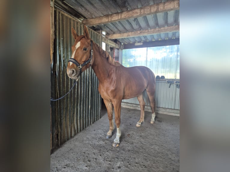 Hannoveraner Wallach 4 Jahre 175 cm Fuchs in Winsen (Luhe)