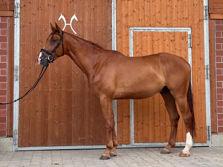 Hannoveraner Wallach 4 Jahre 175 cm Fuchs in Mossautal