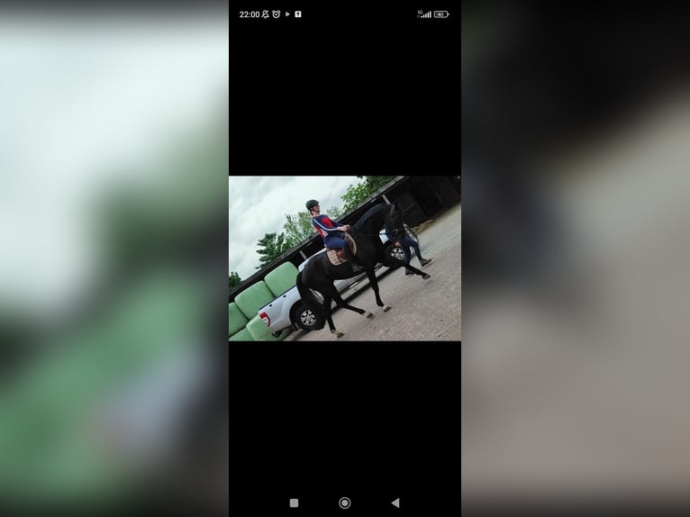 Hannoveraner Wallach 4 Jahre 175 cm Rappe in Leezdorf Hannoveraner Wallach 4 Jahre 175 cm Rappe in Leezdorf