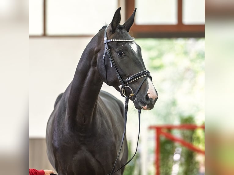 Hannoveraner Wallach 4 Jahre 175 cm Rappe in Mnster-Handorf